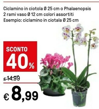 Iper La Grande Piante offerta