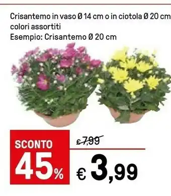 Iper La Grande Piante offerta