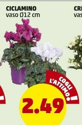 PENNY Ciclamino offerta