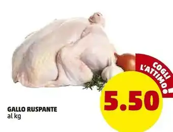 PENNY Gallo ruspante offerta