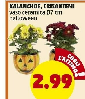 PENNY Kalanchoe vaso ceramica offerta