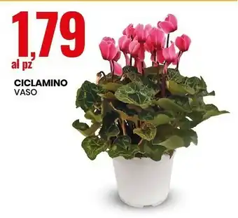 Ciclamino