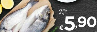 Bennet Orata offerta