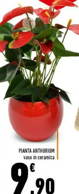 Conad City Piante anthurium offerta