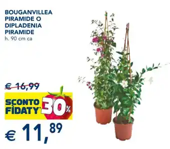 Esselunga BOUGANVILLEA PIRAMIDE O DIPLADENIA PIRAMIDE h. 90 cm ca offerta