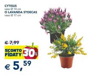 Esselunga CYTISUS vaso Ø 14 cm O LAVANDA STOECAS vaso Ø 17 cm offerta