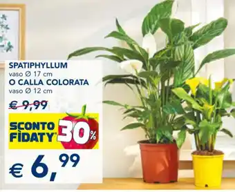 Esselunga SPATIPHYLLUM vaso Ø 17 cm O CALLA COLORATA vaso Ø 12 cm offerta