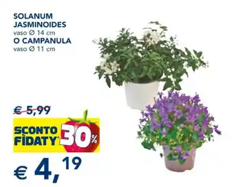 Esselunga SOLANUM JASMINOIDES vaso Ø 14 cm O CAMPANULA vaso Ø 11 cm offerta