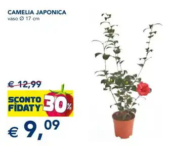 Esselunga CAMELIA JAPONICA vaso Ø 17 cm offerta