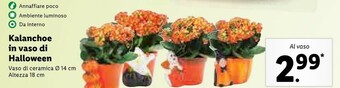 Lidl Kalanchoe in vaso di halloween offerta