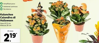 Lidl Kalanchoe calandiva di halloween offerta