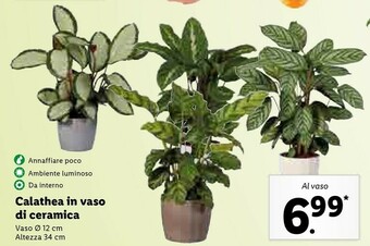 Lidl Calathea in vaso di ceramica offerta