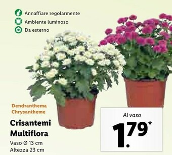 Lidl Crisantemi multiflora offerta