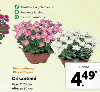 Lidl Crisantemi offerta