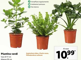 Lidl Piantine verdi offerta