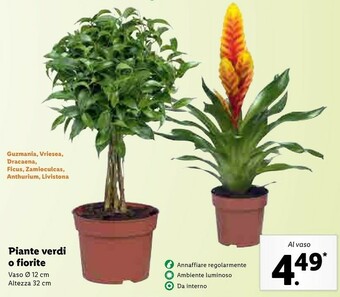 Lidl Piante verdi o fiorite offerta