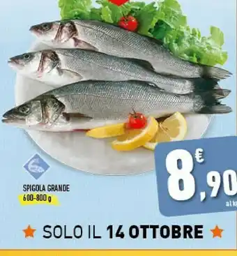 Conad Superstore Spigola grande offerta