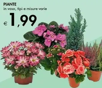 Bennet Piante offerta