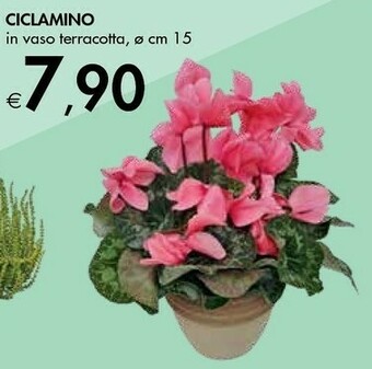Bennet Ciclamino offerta