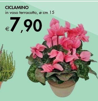 Bennet Ciclamino offerta
