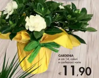 Bennet GARDENIA offerta