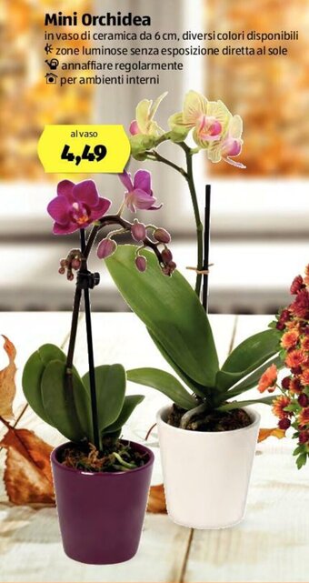 ALDI Mini Orchidea offerta