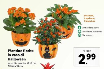 Lidl Piantine fiorite in vaso di Halloween offerta