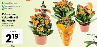 Lidl Kalanchoe Calandiva di Halloween offerta