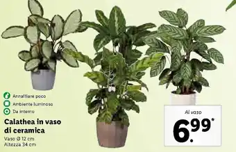 Lidl Calathea in vaso di ceramica offerta