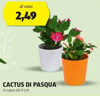 ALDI CACTUS DI PASQUA in vaso da 9 cm offerta