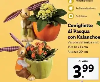 Lidl Coniglietto di Pasqua con Kalanchoe offerta