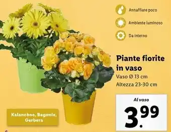 Lidl Piante fiorite in vaso offerta