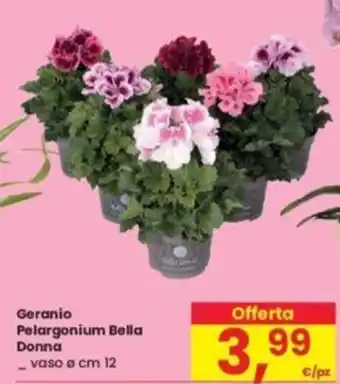 Eurospar Geranio Pelargonium Bella Donna offerta