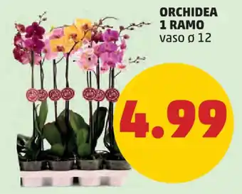 PENNY ORCHIDEA 1 RAMO offerta