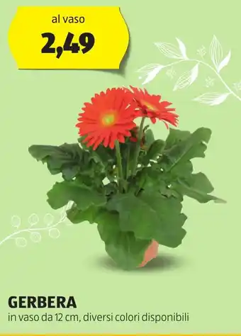 ALDI GERBERA offerta