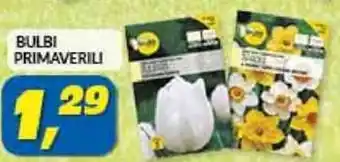 BULBI PRIMAVERILI
