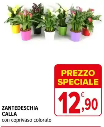 ZANTEDESCHIA CALLA con coprivaso colorato