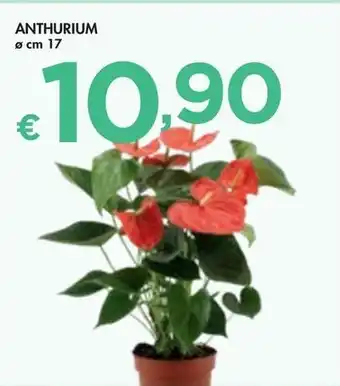 Bennet ANTHURIUM offerta