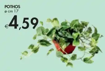 POTHOS Ø cm 17