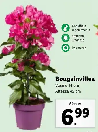 Lidl Bougainvillea Vaso ø 14 cm offerta