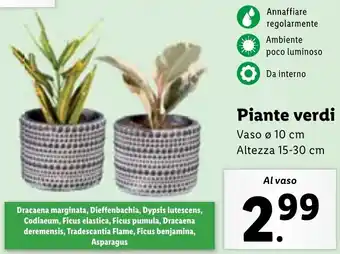 Lidl Piante verdi Vaso ø 10 cm offerta