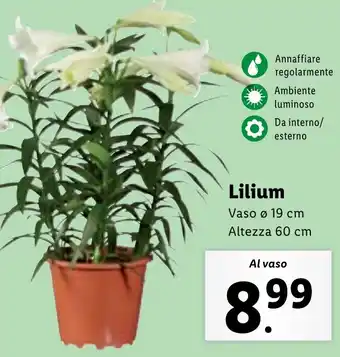 Lidl Lilium Vaso ø 19 cm offerta