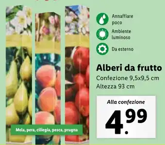 Lidl Alberi da frutto Confezione 9,5x9,5 cm offerta