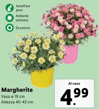 Lidl Margherite Vaso ø 19 cm offerta