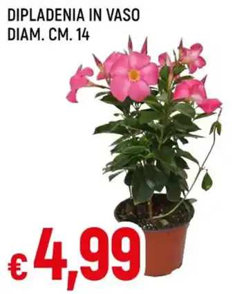 Famila Superstore DIPLADENIA IN VASO DIAM. CM. 14 offerta