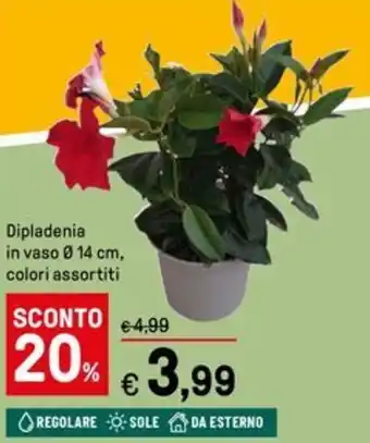 Iper La Grande Dipladenia in vaso ø 14 cm, colori assortiti offerta