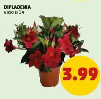 PENNY DIPLADENIA vaso o 14 offerta