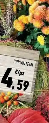 Crisantemi