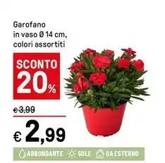Iper La Grande Garofano in vaso Ø14 cm, colori assortiti offerta