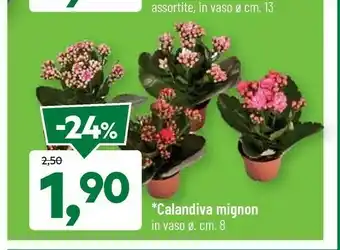 DPiù Calandiva mignon in vaso offerta